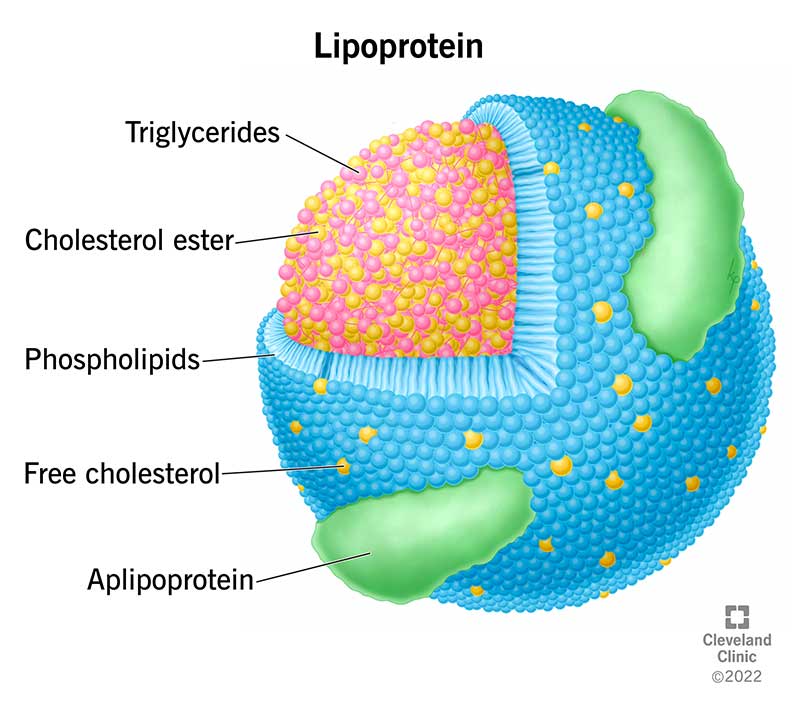 Lipoprotein Illustration