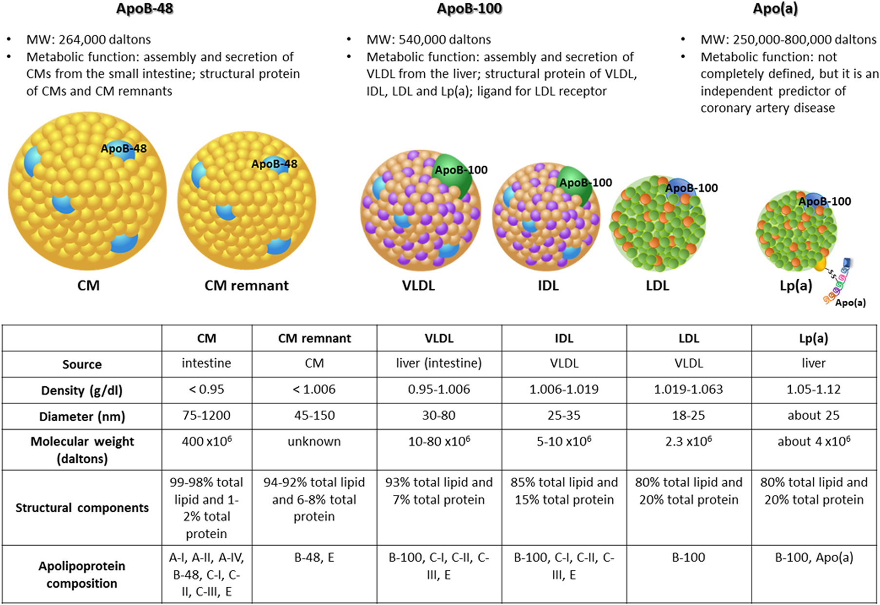 Types of Lipoproteins